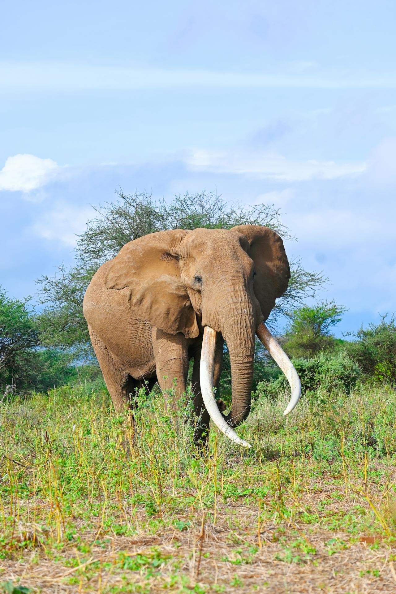 Kenya Safari Adventure 5 DAYS 4 NIGHTS - Image 5