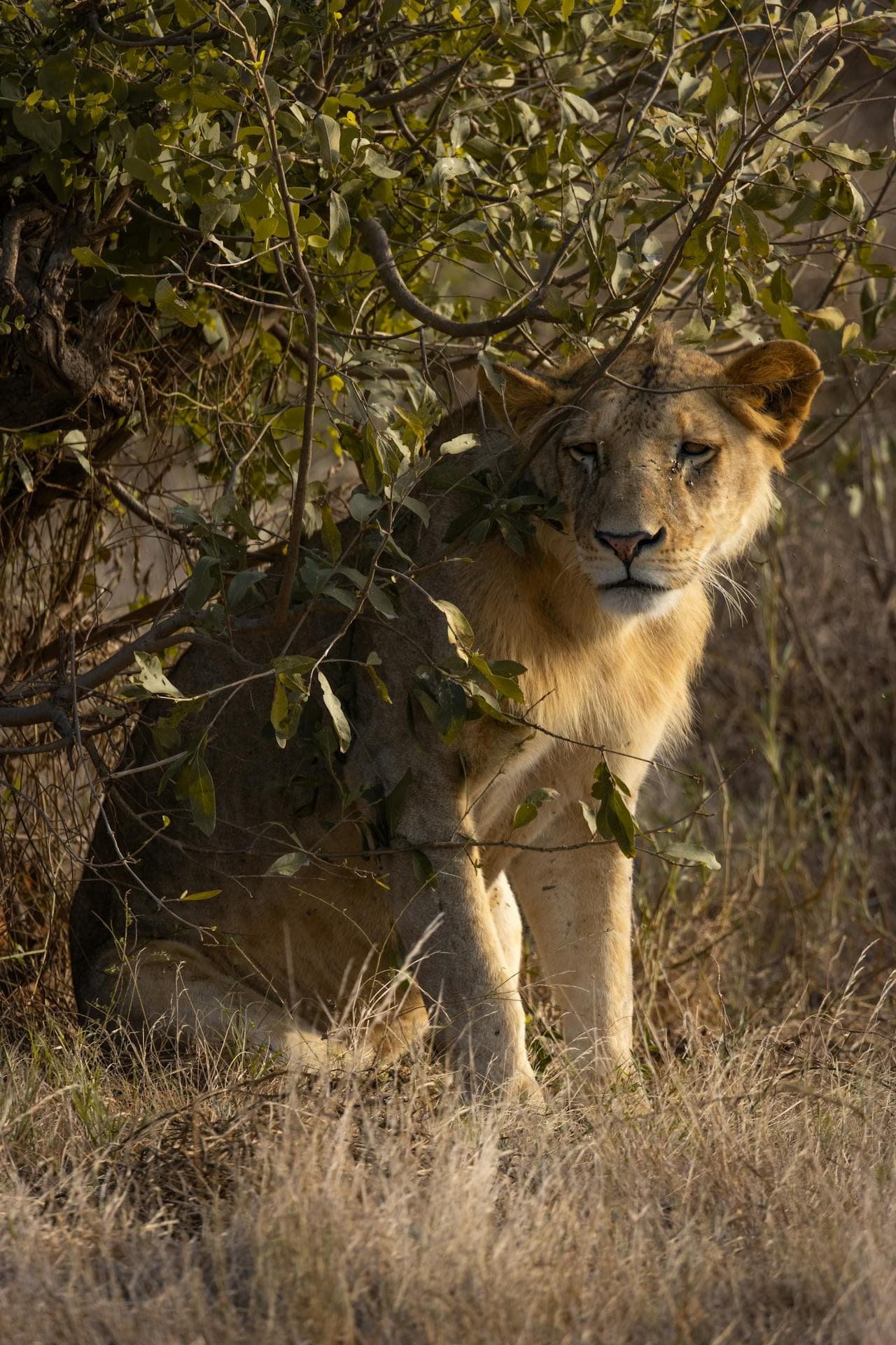 Kenya Safari Adventure 5 DAYS 4 NIGHTS - Image 4
