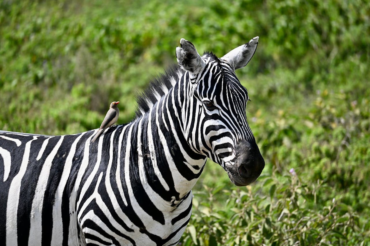 Kenya Adventure 6 NIGHTS 7 DAY - Image 2