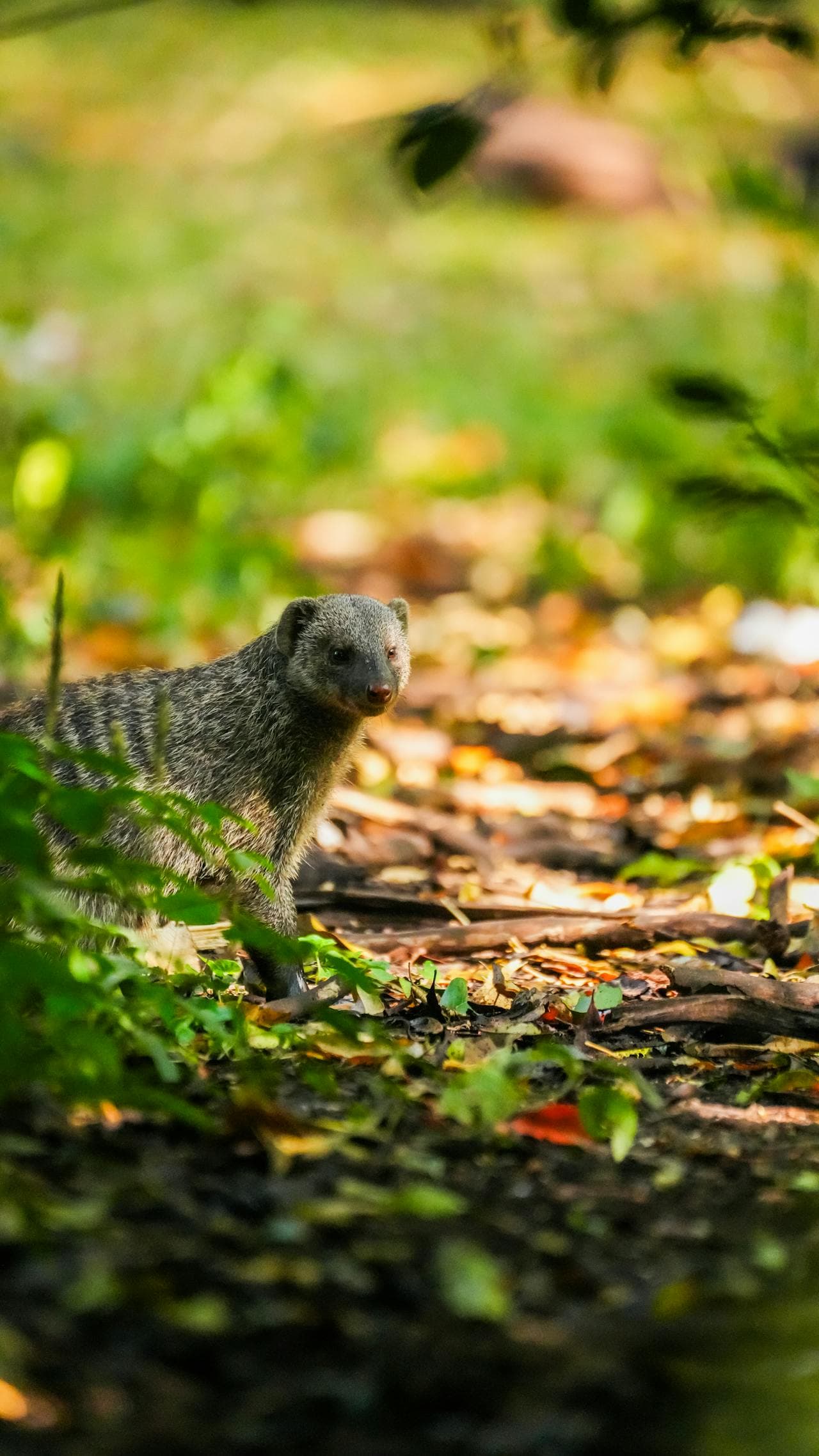 Kenya Adventure 6 NIGHTS 7 DAY - Image 3