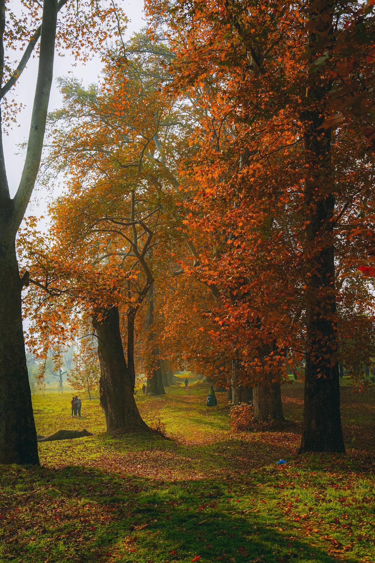 Scenic of Kashmir 6 NIGHTS 7 DAYS - Image 4