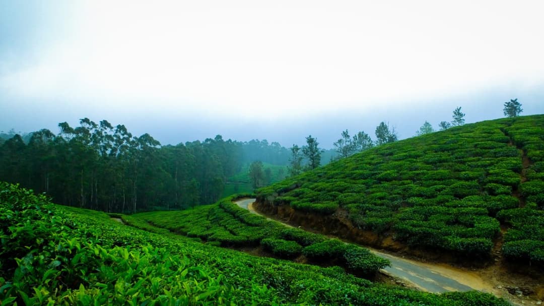 Kerala Tour Package | Backwaters, Beaches & Hills 9 NIGHTS 10 DAYS