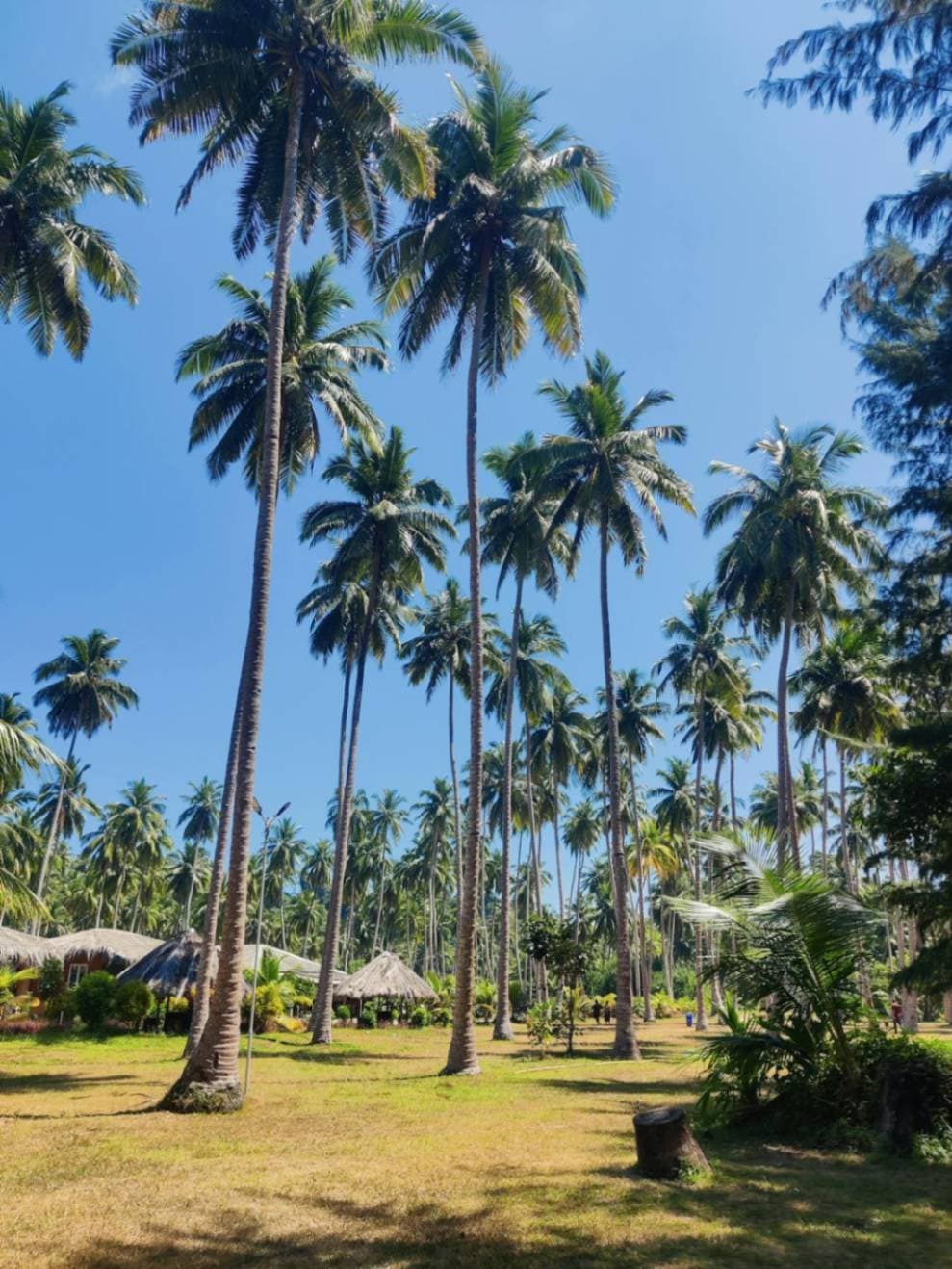 Beauty of Andaman 5 NIGHTS 6 DAYS - Image 1