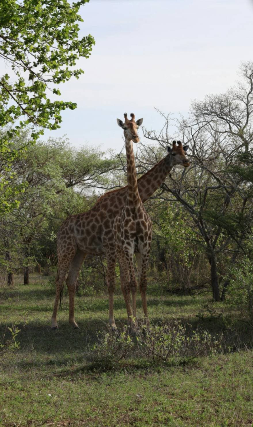 Kenya Odyssey: Coastal Elegance 8 DAYS 7 NIGHTS - Image 1